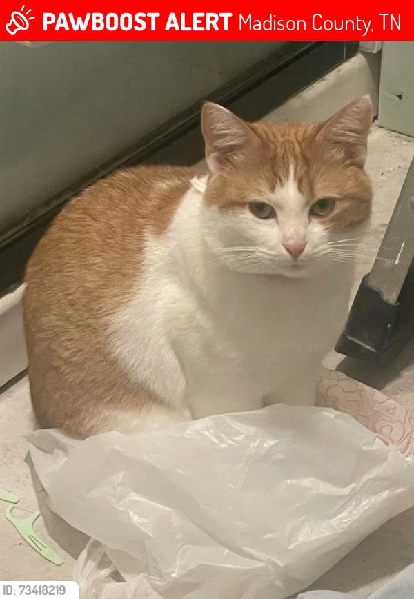 Lost Female Cat last seen Shadygrove road, Madison County, TN 38391