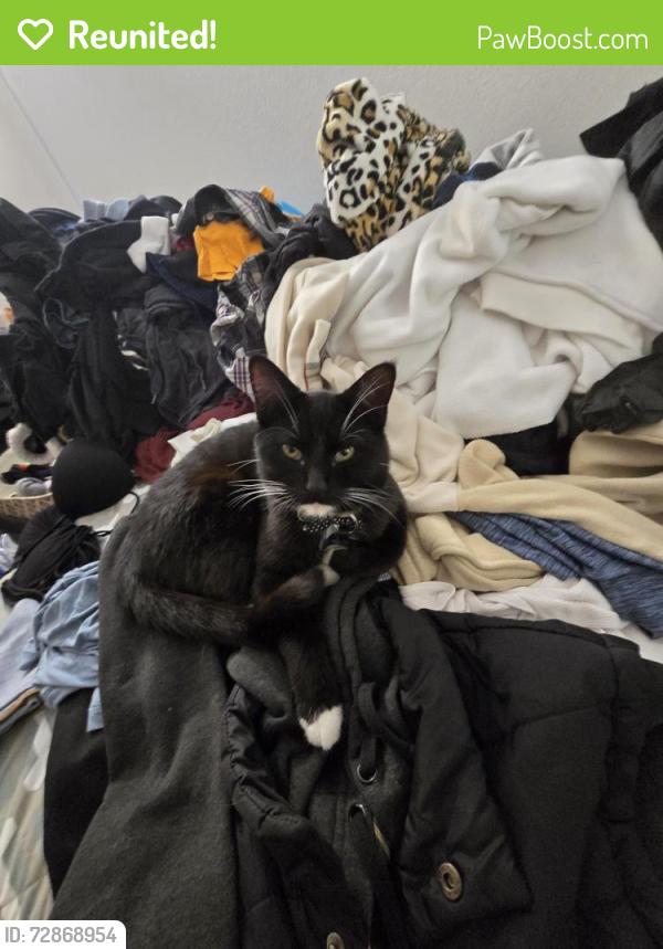 Reunited Male Cat last seen The Oaks Apartments, Santa Clarita, CA 91387