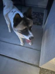 Reunited Male Dog last seen Ironwood crossing, San Tan Valley, AZ 85140