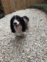 Found/Stray Male Dog last seen Chimney rock, Houston, TX 77024