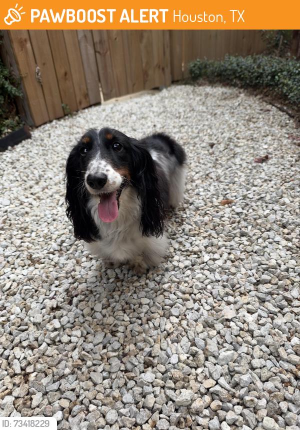 Found/Stray Male Dog last seen Chimney rock, Houston, TX 77024
