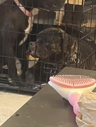 Reunited Male Dog last seen Granada and Cortez, Denver, CO 80221
