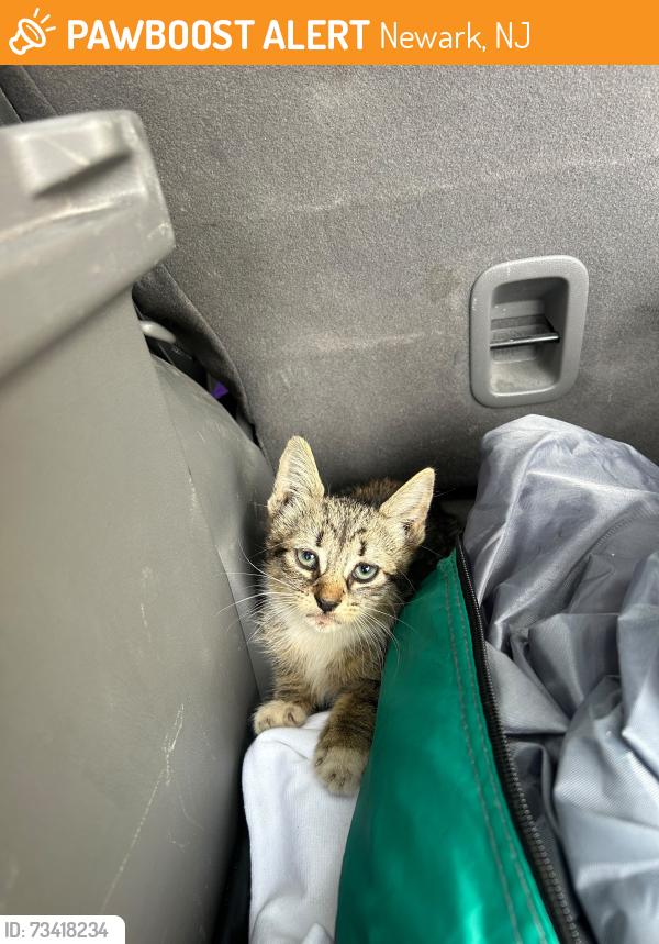Found/Stray Female Cat last seen Route 21, Newark, NJ 07102