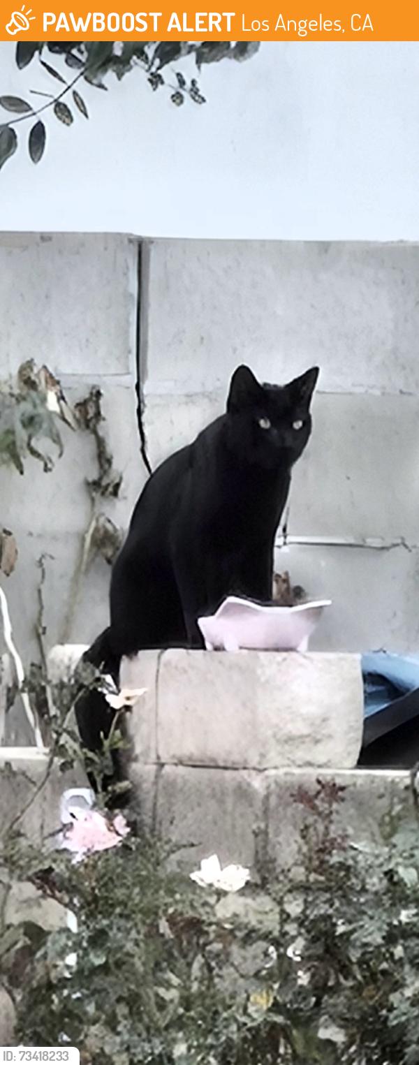 Found/Stray Unknown Cat last seen Canby and Tribune, Los Angeles, CA 91335