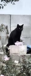 Found/Stray Unknown Cat last seen Canby and Tribune, Los Angeles, CA 91335