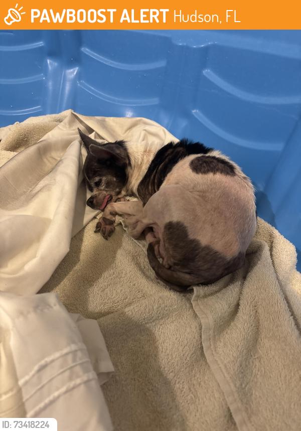 Found/Stray Unknown Dog last seen dollar tree and walgreens's hudson ave and little rd, Hudson, FL 34668