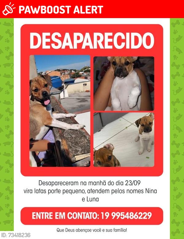 Lost Female Dog last seen Padaria salimell, Loteamento Residencial Agua Nova, SP 13273-573