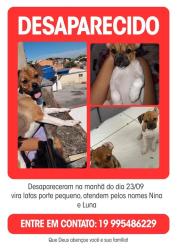 Lost Female Dog last seen Padaria salimell, Loteamento Residencial Agua Nova, SP 13273-573