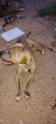 Reunited Male Dog last seen Apache trail and meridian, Sienna Estates, AZ 85208