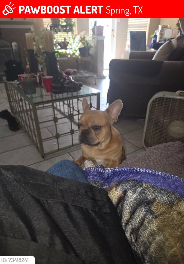 Lost Male Dog last seen Cypress wood, Spring, TX 77373