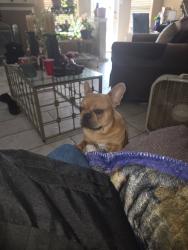 Lost Male Dog last seen Cypress wood, Spring, TX 77373