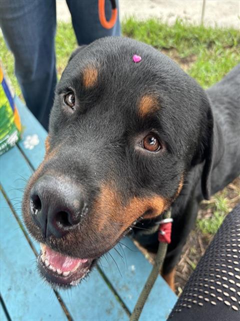 Shelter Stray Male Dog last seen Near BLOCK NW 46TH AVE, 3599 NW 79th Ave, Doral, FL 33122, USA
