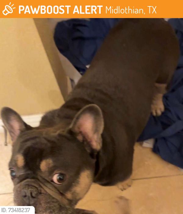 Found/Stray Male Dog last seen unknown, Midlothian, TX 76065