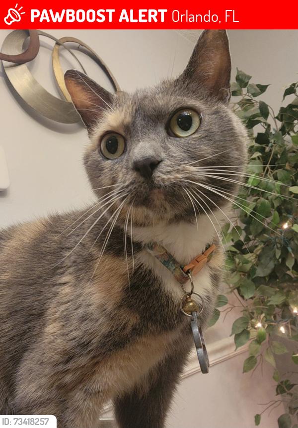 Lost Female Cat last seen Near cocedale dr, Orlando, FL 32818