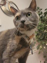 Lost Female Cat last seen Near cocedale dr, Orlando, FL 32818