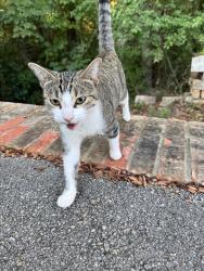 Found/Stray Female Cat last seen Fm 724, Tyler, TX 75704