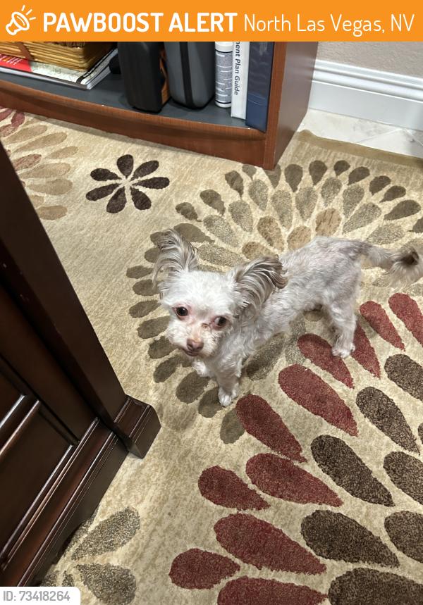 Found/Stray Male Dog last seen Dorrell & North 5th, North Las Vegas, NV 89032