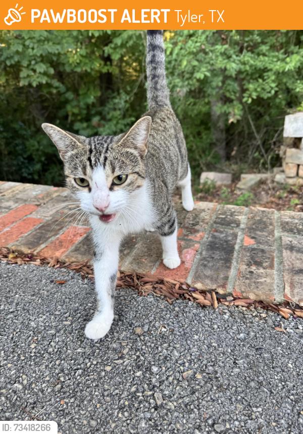 Found/Stray Female Cat last seen Fm 724, Tyler, TX 75704