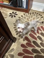 Found/Stray Male Dog last seen Dorrell & North 5th, North Las Vegas, NV 89032