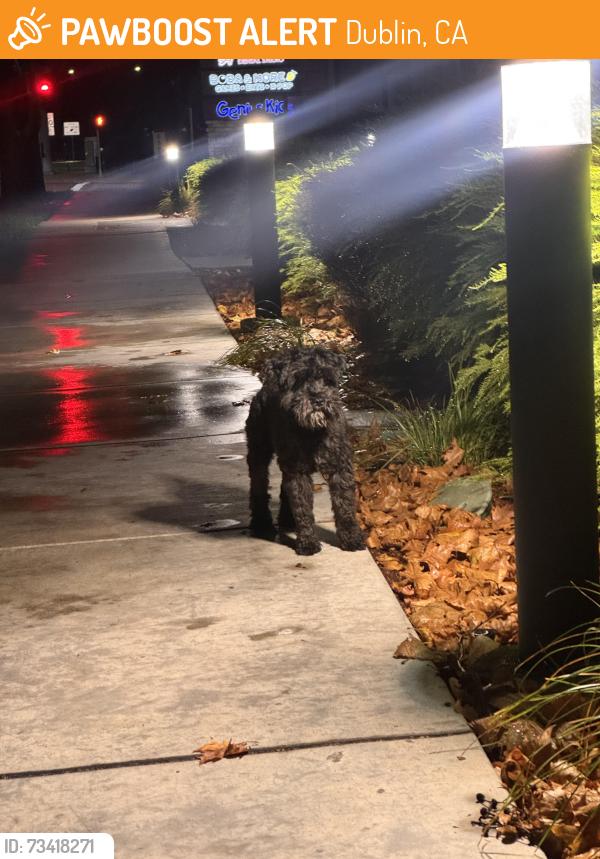 Found/Stray Unknown Dog last seen Demarcus and Dublin blvd, Dublin, CA 94568