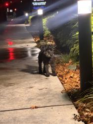 Found/Stray Unknown Dog last seen Demarcus and Dublin blvd, Dublin, CA 94568