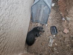 Found/Stray Female Dog last seen Orangewood Ave and i17, Phoenix, AZ 85021