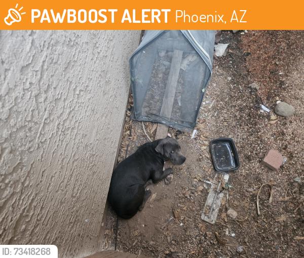 Found/Stray Female Dog last seen Orangewood Ave and i17, Phoenix, AZ 85021