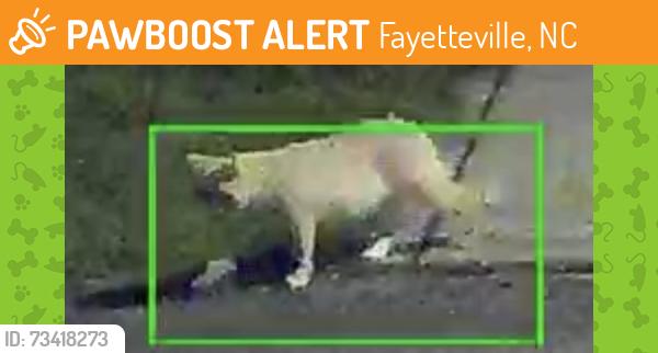 Found/Stray Unknown Cat last seen Mingary and Gray Goose, Fayetteville, NC 28306