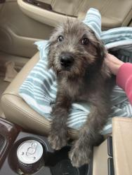 Found/Stray Female Dog last seen Iglesia Pentecostal at New York and Grant, Indianapolis, IN 46219