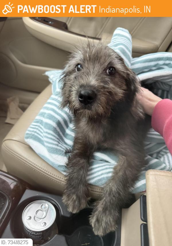 Found/Stray Female Dog last seen Iglesia Pentecostal at New York and Grant, Indianapolis, IN 46219