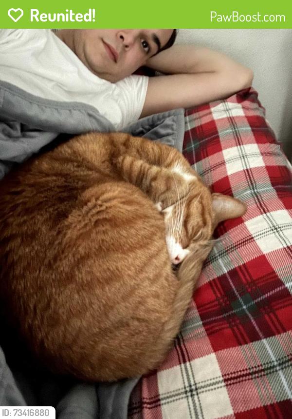 Reunited Male Cat last seen hse, Stoughton, MA 02072