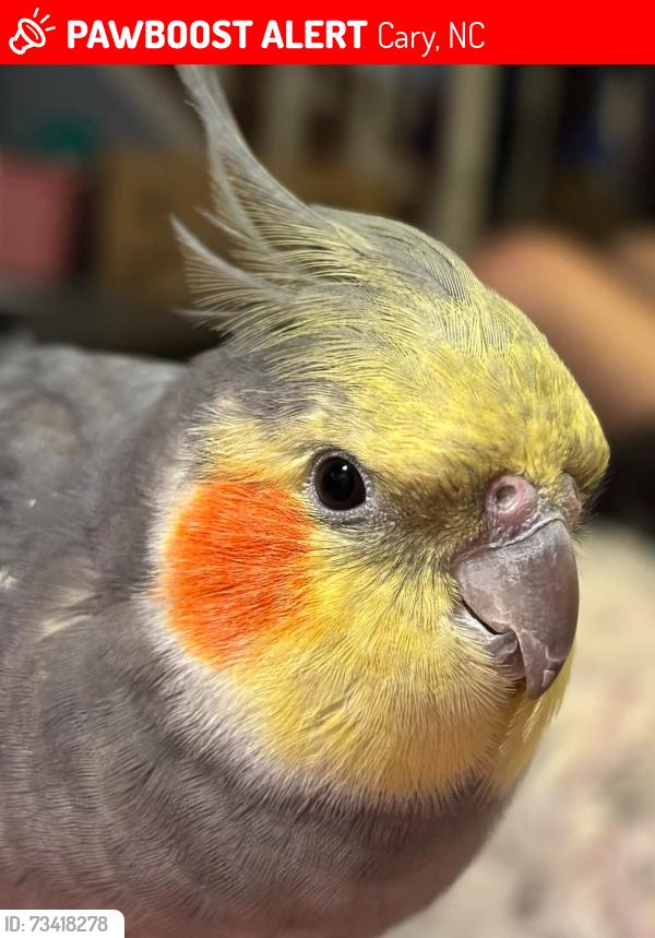 Lost Male Bird last seen Trafalgar & W. Dutton Ct., Cary, NC 27513