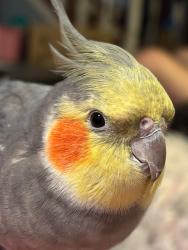 Lost Male Bird last seen Trafalgar & W. Dutton Ct., Cary, NC 27513
