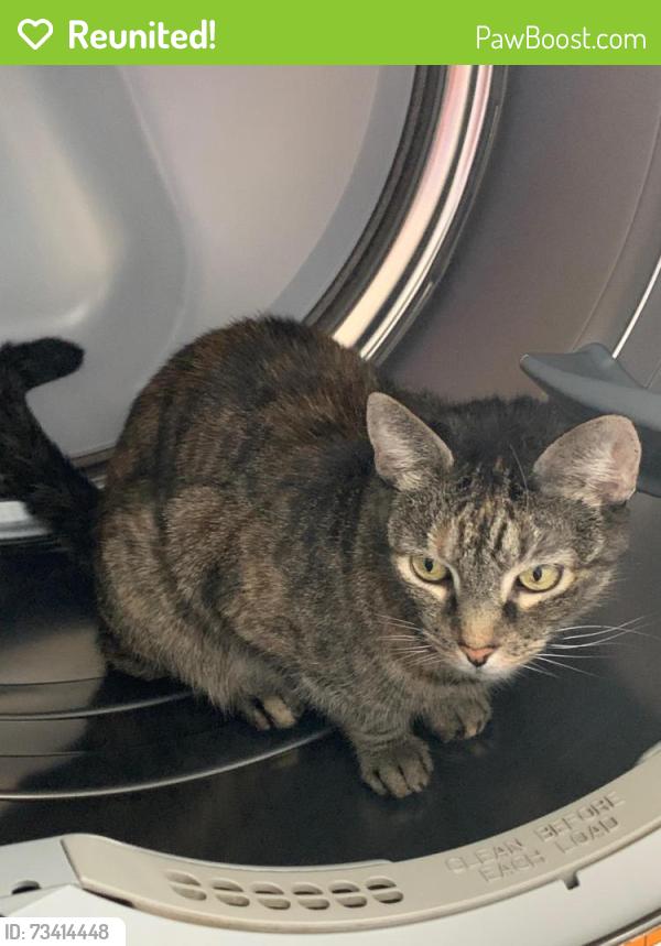 Reunited Female Cat last seen Near SE Buccaneer Cir, Port St. Lucie, FL 34952