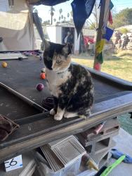 Lost Female Cat last seen 24th and Craycroft, Tucson, AZ 85711