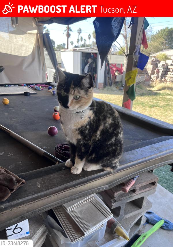 Lost Female Cat last seen 24th and Craycroft, Tucson, AZ 85711