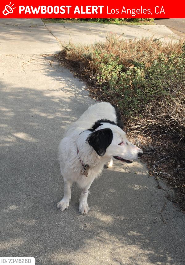 Lost Female Dog last seen 4th Avenue & 10 freeway, Los Angeles, CA 90018