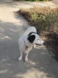 Lost Female Dog last seen 4th Avenue & 10 freeway, Los Angeles, CA 90018