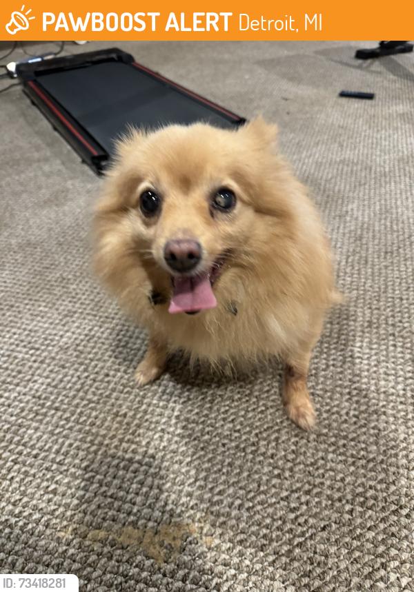 Found/Stray Female Dog last seen 7 mile and Dequindre st, Detroit, MI 48234