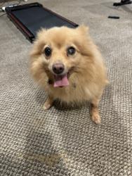 Found/Stray Female Dog last seen 7 mile and Dequindre st, Detroit, MI 48234