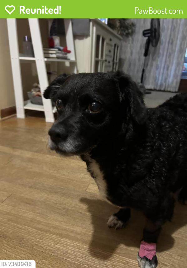 Reunited Male Dog last seen Hampton and Aresenal, St. Louis, MO 63139