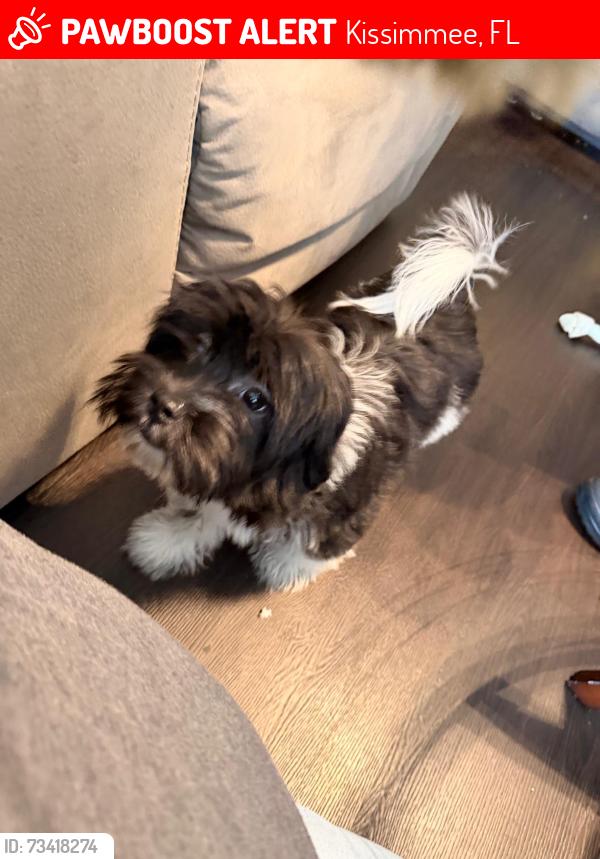 Lost Female Dog last seen Near w osceola, Kissimmee, FL 34741