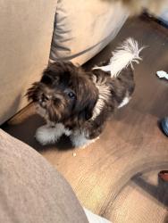 Lost Female Dog last seen Near w osceola, Kissimmee, FL 34741