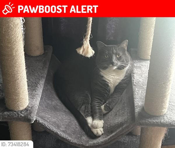 Lost Male Cat last seen Short Hills Cherry Hill NJ, Cherry Hill Township, NJ 08003