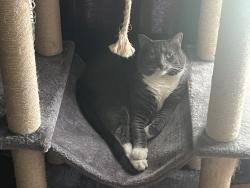 Lost Male Cat last seen Short Hills Cherry Hill NJ, Cherry Hill Township, NJ 08003