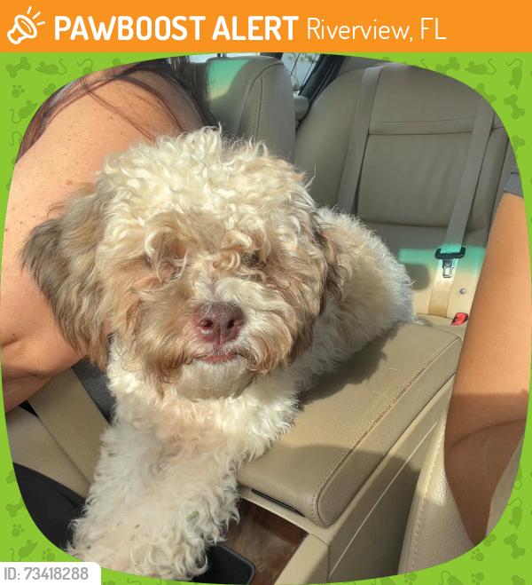 Found/Stray Male Dog last seen Rockledge View Drive, Riverview, FL 33579