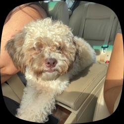 Found/Stray Male Dog last seen Rockledge View Drive, Riverview, FL 33579