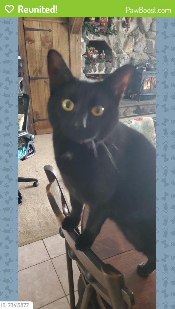 Reunited Female Cat last seen Jefferson, Londonderry, NH 03053
