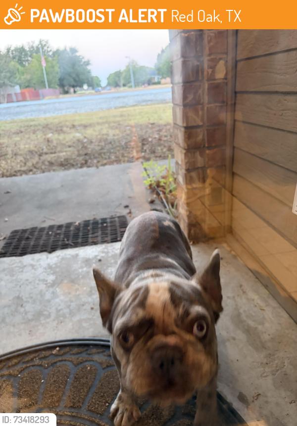 Found/Stray Male Dog last seen Louise Ritter, Red Oak, TX 75154