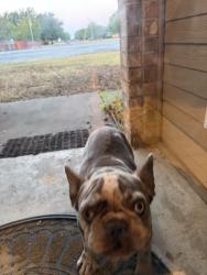 Found/Stray Male Dog last seen Louise Ritter, Red Oak, TX 75154